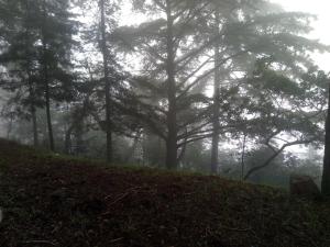 托里迪蒙科尔武金塔阿伟蕾拉农家乐的山坡上树木茂密的森林