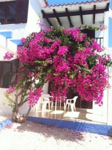 卡拉恩·布拉內斯Apartamentos Blue Beach Menorca的建筑物边的一束粉红色的花