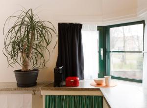 阿姆斯特丹SWEETS - Kattenslootbrug的坐在窗边厨房台上的植物