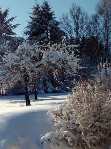 Rattenberg迪尔格酒店的院子里的雪覆盖着的树,上面有雪