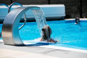 布尔格-罗伊兰德霍汗布施酒店的狗在带喷泉的游泳池游泳