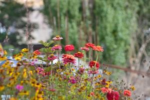 列城灵子酒店的花园里的一束鲜花