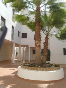 卡沃内拉斯Frente al Mediterráneo en Carboneras的两棵棕榈树,在一座建筑前