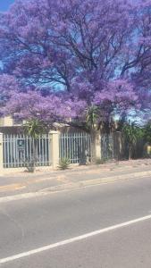 帕尔5 on Pieter Hugo的 ⁇ 前有紫色花的树
