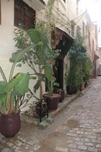梅克内斯里亚德拉哈布勒酒店的一群坐在街上的盆栽植物