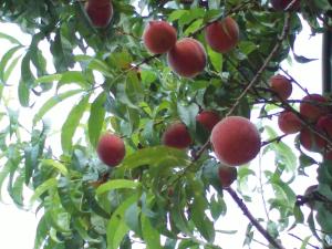 黑马戈尔Mitschighof - Apartments und Pension - Heidis-Welt, Mitschig的挂在树上的一束苹果