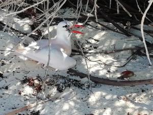 AnakaoHôtel Safari Vezo Anakao的一只白鸟,一只红 ⁇ 立在雪中