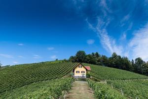 加姆利茨Ferienhaus Weingut Bauer的山坡上的小房子,有藤