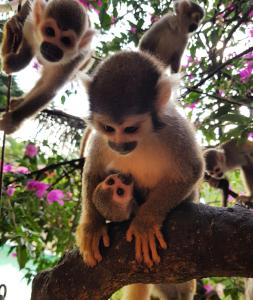 比亚维森西奥Balneario Chorillano的一群猴子坐在树枝上