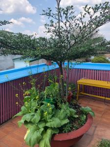 邦美蜀安宁酒店的长凳旁的盆子上一棵盆栽的树
