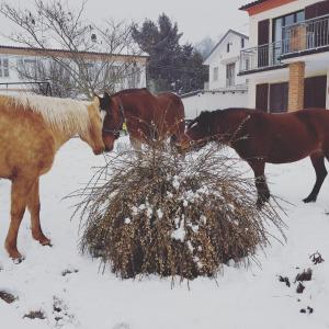 阿斯蒂拉克劳塔住宿加早餐旅馆的一群马在雪中吃干草