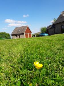 CrickadarnThe Barn Annexe, Cefn-Yr-Allt的院子里草上的黄色花