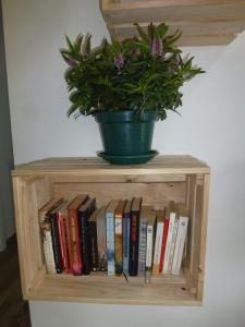MazaricosAlbergue Monte Aro的书架上盖着盆栽植物