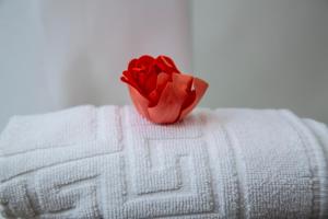 卡塞雷斯罗萨旅馆的红玫瑰坐在毛巾上