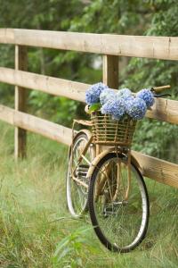 巴拉斯港Apart & Tour的一辆自行车,上面装满了蓝色花卉