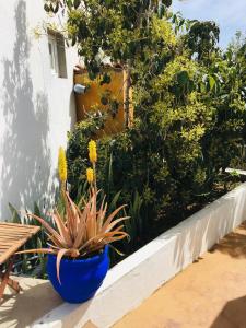 拉卡莱塔Apartamentos y Habitaciones Villa Marina的蓝盆,与植物一起坐在树 ⁇ 上