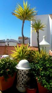 厄尔-汝姆披多Casa Típica Junto a la Playa的屋顶上一群盆栽植物和棕榈树