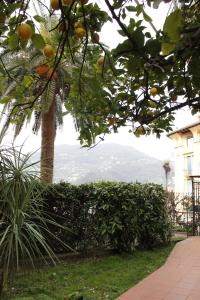 斯培西亚Punto Relax的院子里一棵橘子树