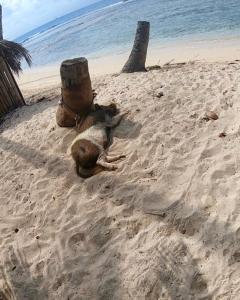 El PorvenirPlay to Live San Blas的躺在沙滩上的狗