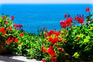 福尔米亚格兰德阿尔伯格米拉马尔酒店的一片红色的花,背景是大海