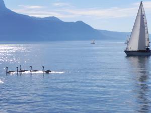 埃格勒Elément-Terre的一群天鹅和一艘帆船在水中