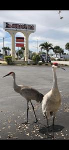 皮尔斯堡Sunset Inn- Fort Pierce, FL的两只鸟站在停车场中间