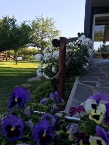 诺诺Brisas de Nono的房屋前有紫色和白色花的栅栏