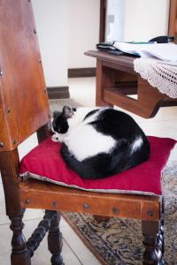 逊邱伦De Zoete Rust Guesthouse的一只黑白猫躺在椅子上