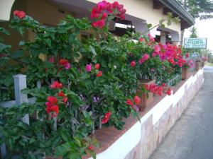 Zungri贝尔维德住宿加早餐酒店的墙上的盆子里的一束鲜花