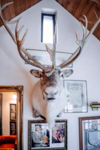 莫斯费德斯拜尔兰克斯酒店的挂在墙上的鹿头上,上面挂着照片
