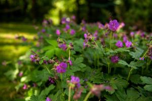瓦利姆'chata usÓwek'的花园里的一束紫色花