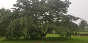 BerryvilleFairway Inn的田野上大树下的长凳