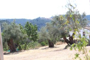 La CorteCasas Rurales Los Montes的一群橄榄树在田野里