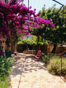 索列尔Can Busquera的花园,花朵紫色,挂在凉棚上