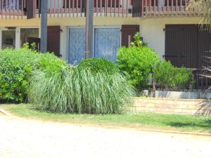 布科·莱斯白老城Studio Poumatan的楼前一大堆高大的草