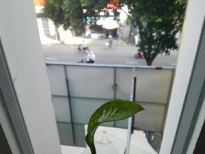 胡志明市NATURAL HOUSE hostel的坐在窗台上的绿色植物