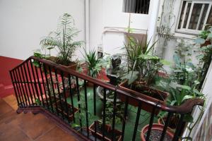 巴塞罗那拉西欧旅馆的阳台上放着一大堆植物