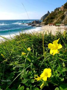 里卡迪L'Agave的海滩附近的草丛中一簇黄色的花