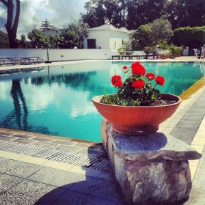 伊斯基亚伯斯柯酒店的游泳池旁一盆红花