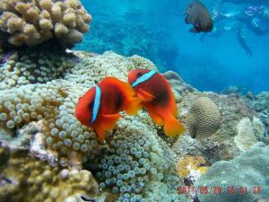 Lanyu避风港无敌海景民宿的海洋珊瑚礁上的两只鱼