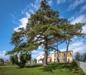 基亚拉蒙泰-古尔菲Dimora Villa Ada的房子前面的大松树