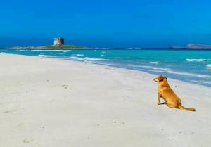斯廷蒂诺Roccabianca Rooms & Studios的一只狗坐在海边