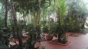 MonteroResidencial Pinocho的种有棕榈树和盆栽植物的花园