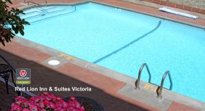 维多利亚维多利亚红狮套房酒店的一座大型游泳池,里面种着一束粉红色的花