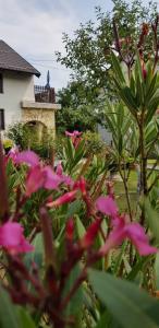 科雷尼察Guest house Ruza的一座花园,在房子前方种有粉红色的花朵
