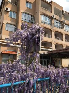 布德瓦Guesthouse Villa Gaga的挂在栅栏上的一束紫色花