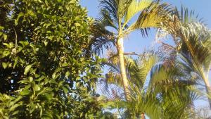 比利亚维哈POSADA VILLATOURS的蓝天的棕榈树群