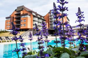 帕兰加瓦纳古普Spa度假酒店的游泳池前的紫色花