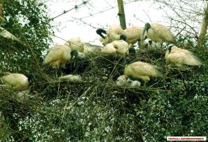 维特利Grassroots Wayanad, Valley-view Tents的一群鸟在树上筑巢