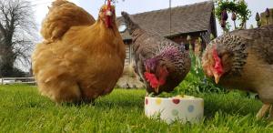 EccleshallThe Dorm Bed and Breakfast的两只鸡吃草上碗的食物